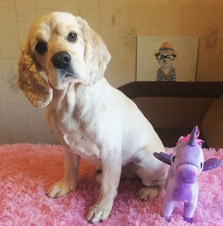 cocker spaniel with a simple cute haircut sitting on a couch with a unicorn on its side