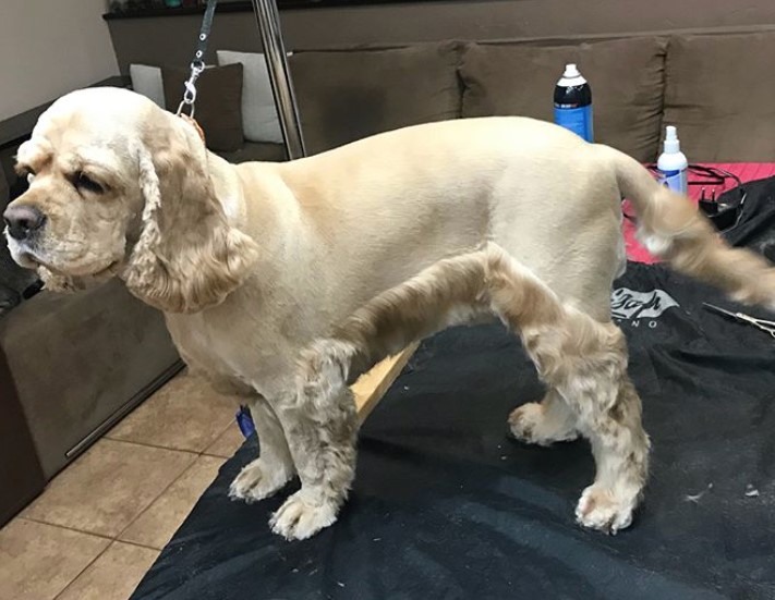 cocker spaniel with curly hair on its ears and on its belly up to its legs leaving its back closely shaved.