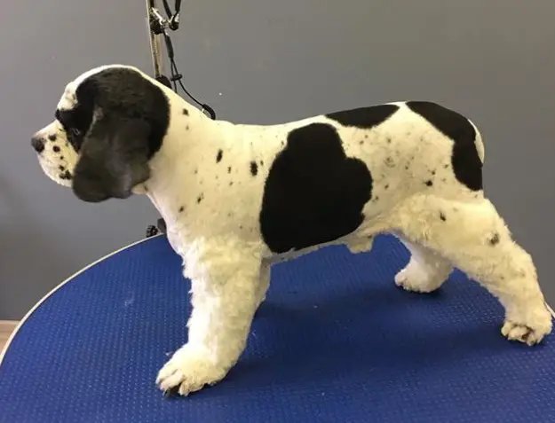 cocker spaniel with clean cut and black and white cow-like patter on its body
