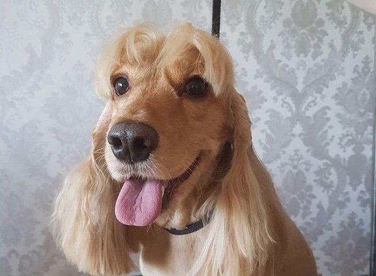 20 Best Cocker Spaniel Haircuts For Your Puppy Page 2 The Paws