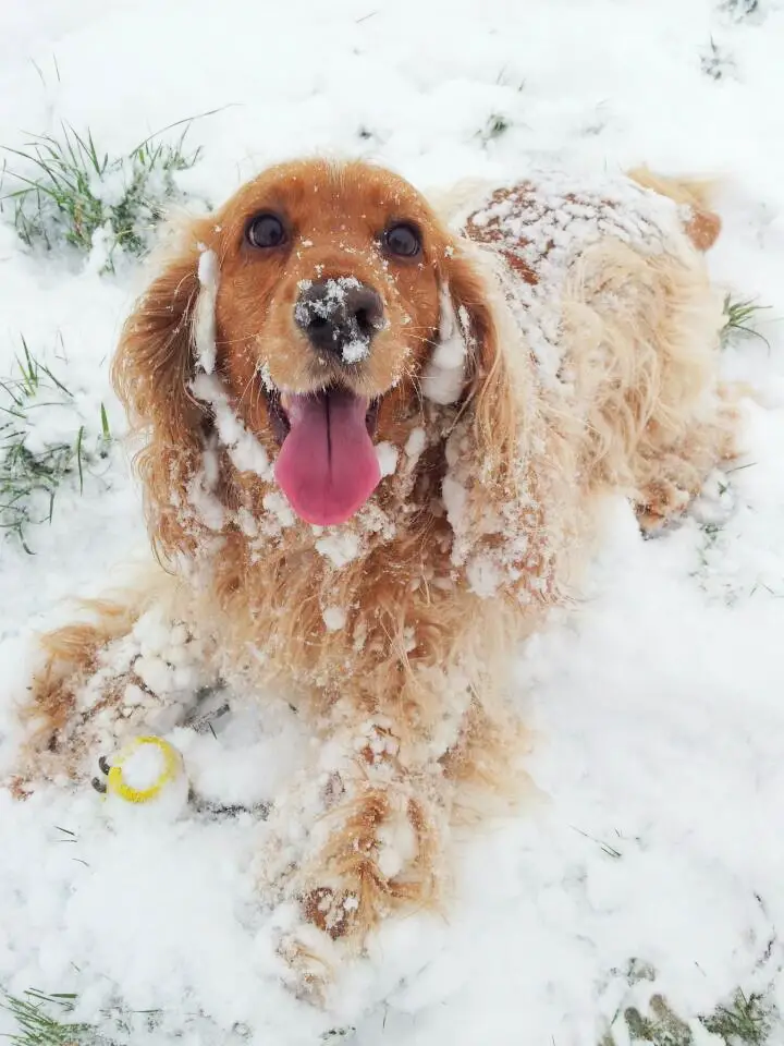 Cocker Spaniel happily lying in snow with its ball