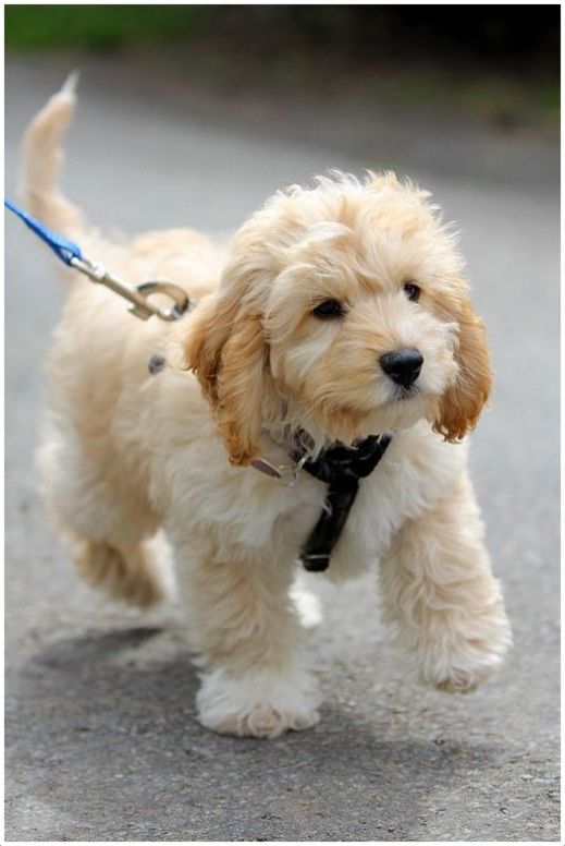 cocker spaniel miniature poodle mix