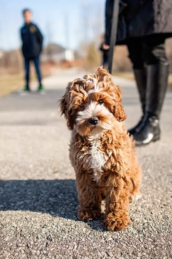 Cute Cockerdoodle taking a walk at the park