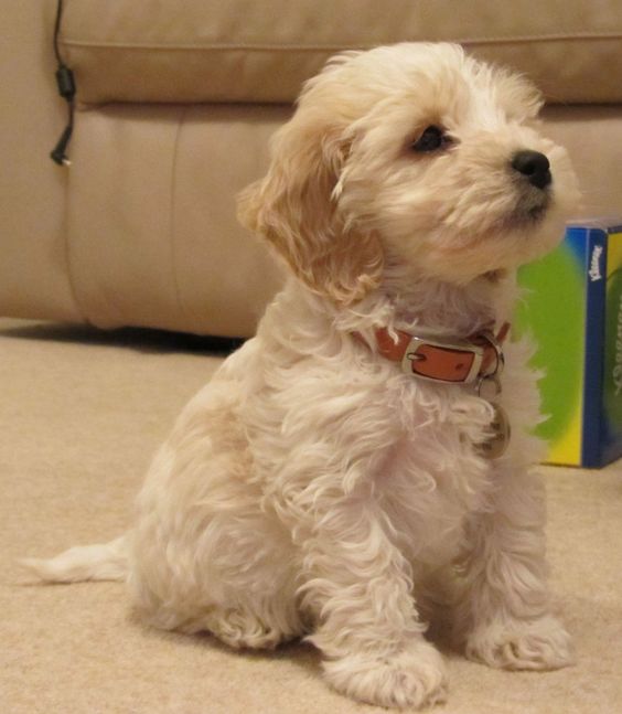 white Cockerpoo puppy with curly hair sitting on the floor