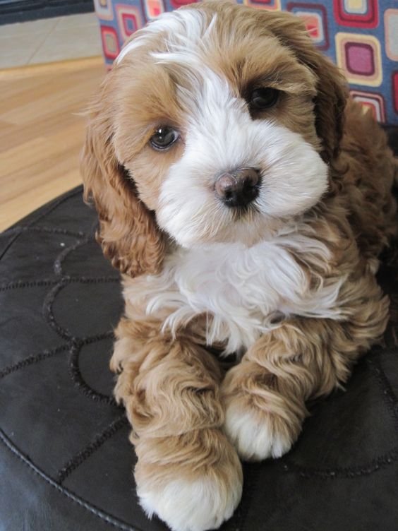 Cockerpoo puppy with brown and white curly hair sitting on the couch
