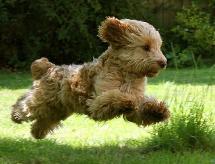 Cute Cockerpoo running at the park