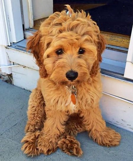 Cock-A-Poo sitting on the floor with its sad eyes