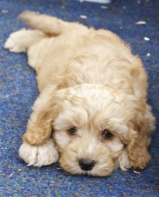 Maxi Cockapoo lying on the floor with its begging face