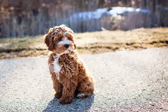 American Cockapoo puppy sitting on the ground at the park