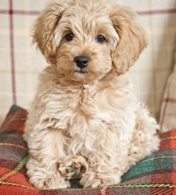  Miniature Cockapoo sitting on the couch