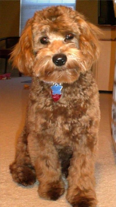  Standard Cockapoo dog sitting on the floor