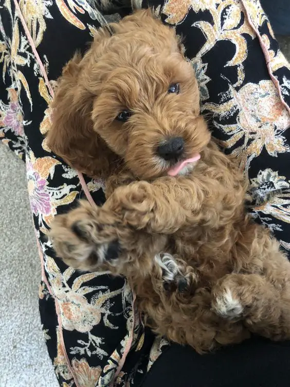 cute brown Toy Cockapoo puppy lying on the couch
