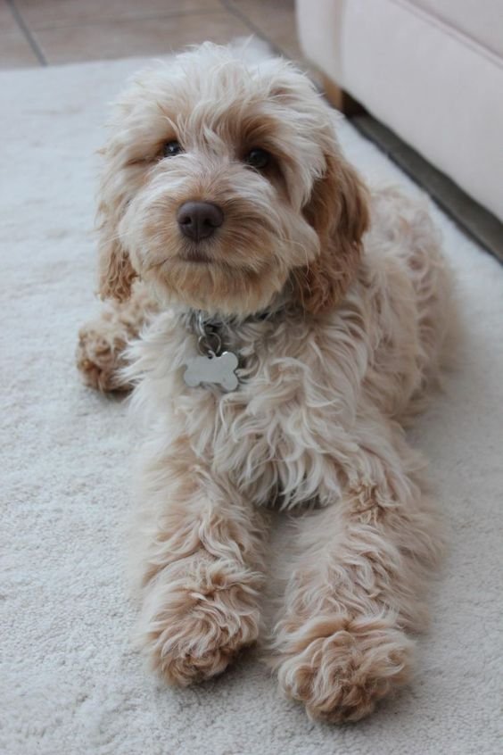 Cute American Cockapoo lying on the floor