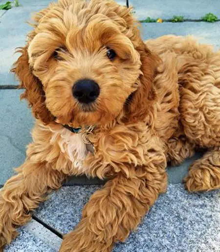  American Cockapoo dog lying on the ground outdoors