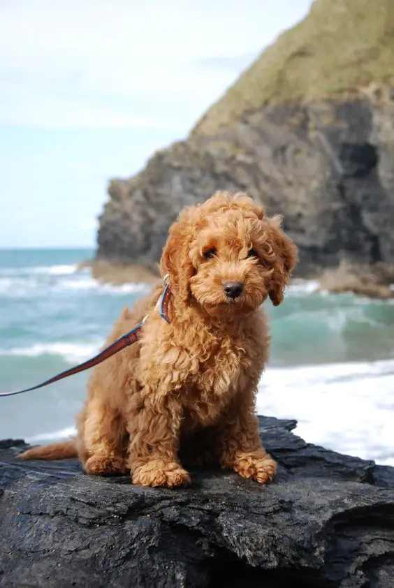 Cockadoodle puppy sitting on the rock at the beach