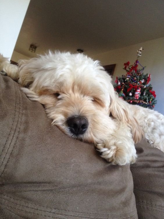 Adorable Cockadoodle sleeping on the couch