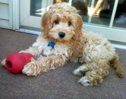 Cockerdoodle sitting on the floor in front of the door