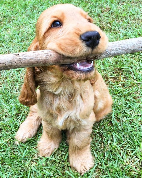 Cocker Spaniel sitting on the grass with large branch of tree in its mouth