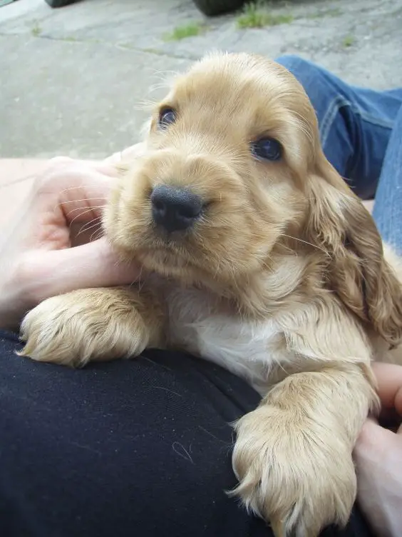 Cocker Spaniel puppy lying on the lap of a man while looking up at him with its adorable eyes