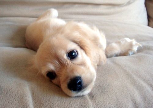 Cocker Spaniel puppy lying on the bed