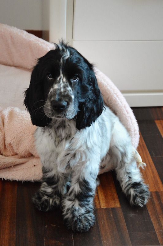 Cocker Spaniel sitting on the floor with its sad eyes