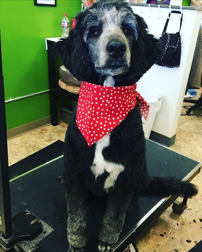black and white Cadoodle wearing a red scarf while sitting on top of the grooming table