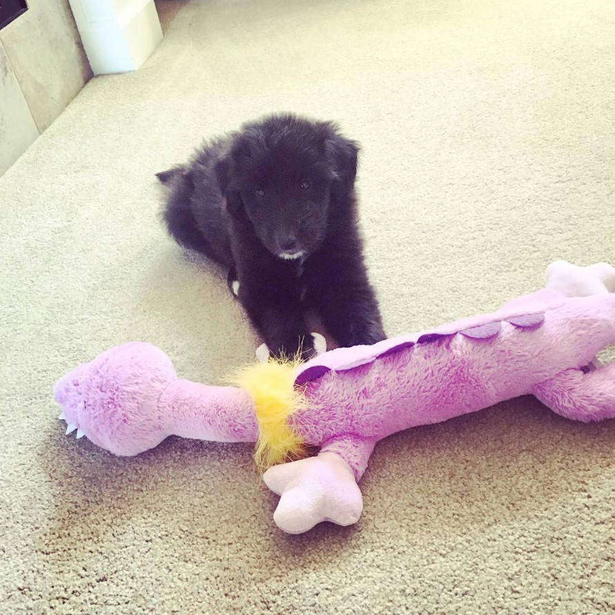 black Cadoodle puppy lying on the floor behind its purple dinosaur stuffed toy