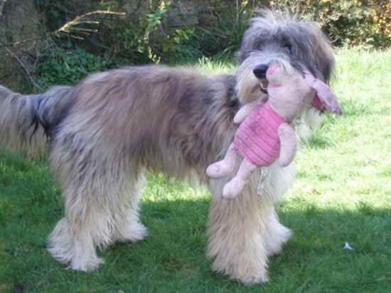 Cadoodle standing in the yard while caryring a piglet stuffed toy