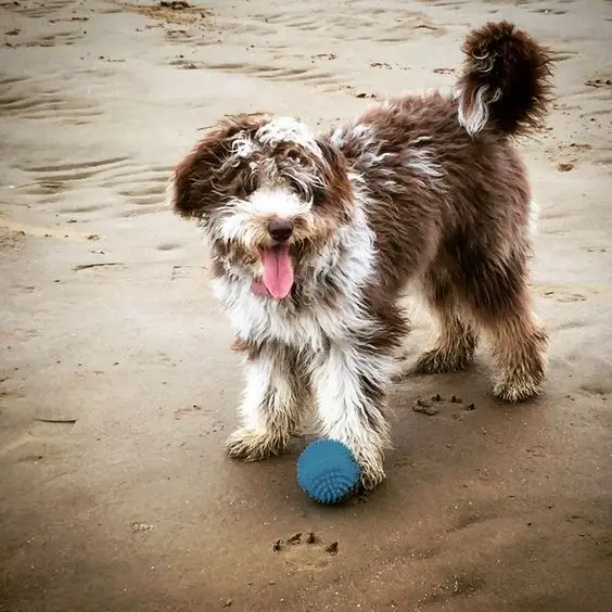 brown and white Colliepoo standing in the sand with ball under him