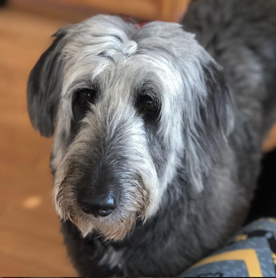 gray and white Colliedoodle dog standing on the floor with its sad face