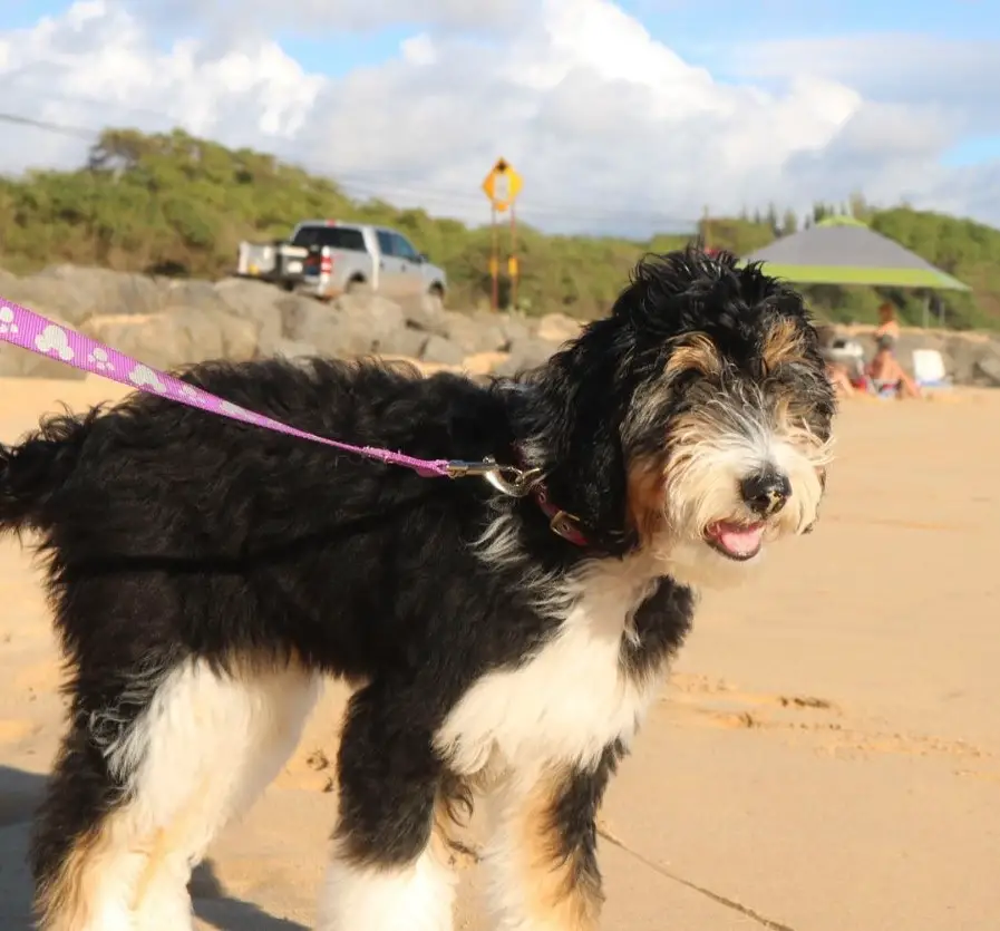 A Cadoodle walking at the beach