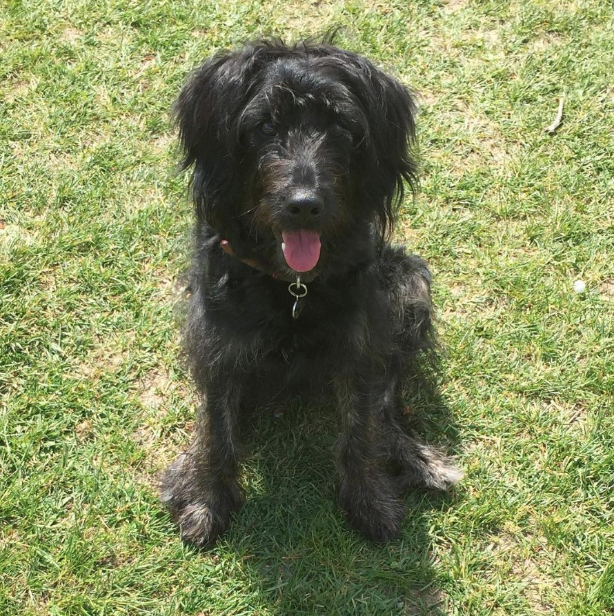 black Cadoodle sitting on the grass under the sun with its tongue out