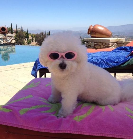 cool bichon frise taking a vacation