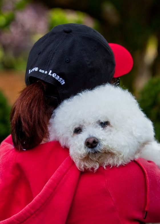 hugging bichon frise