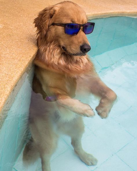 A Golden Retriever standing inside the pool while wearing sunglasses