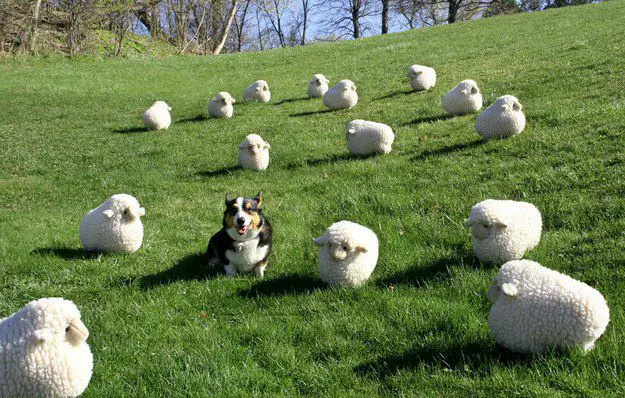 A Corgi standing in the field full of sheep