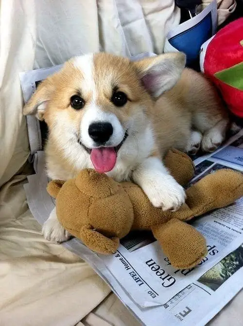 A Corgi puppy lying on the couch with its stuffed toy
