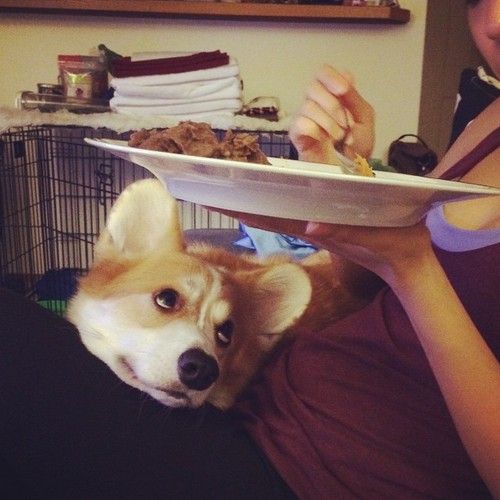 corgi dog looking up its eating owner