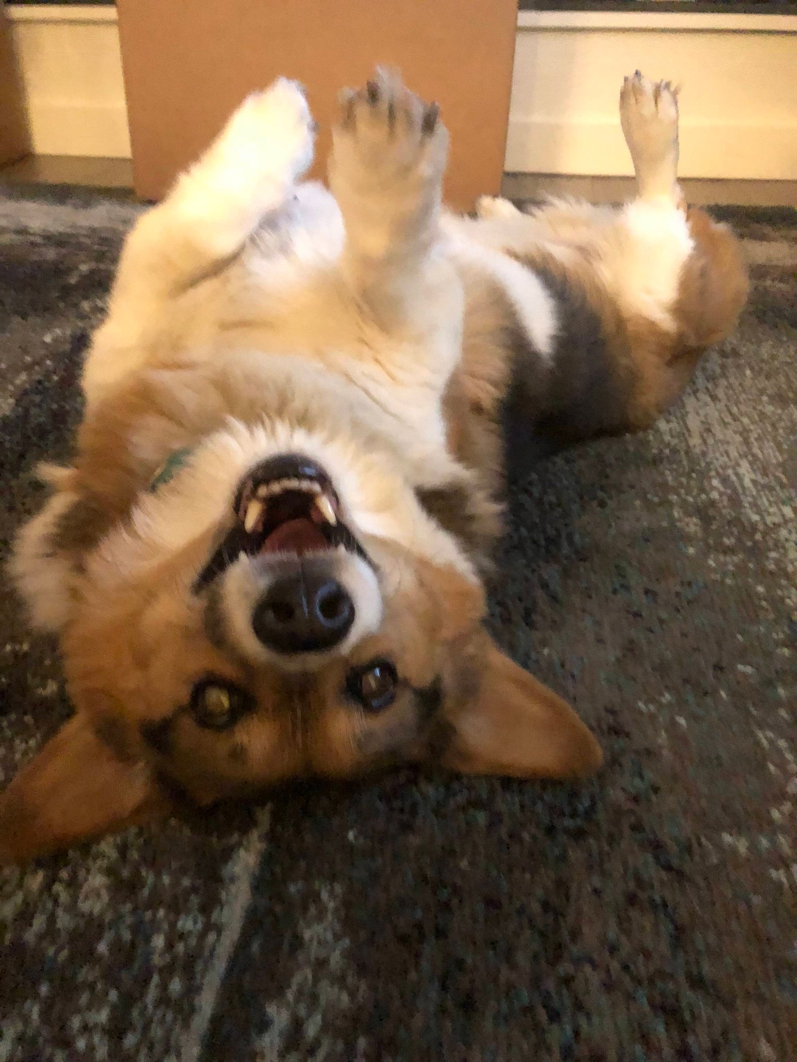 A Corgi lying on its back on the floor