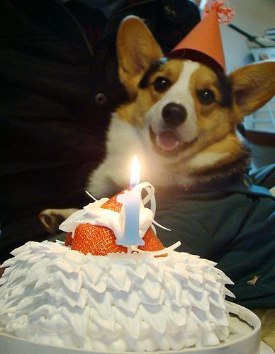 A Corgi wearing a birthday hat and a sweater while staring at its birthday cake in front of him