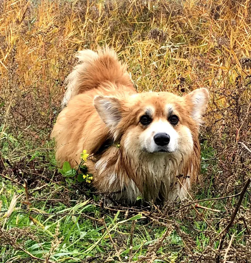 corgi dog with dirt on its lower part of the body with its guilty face