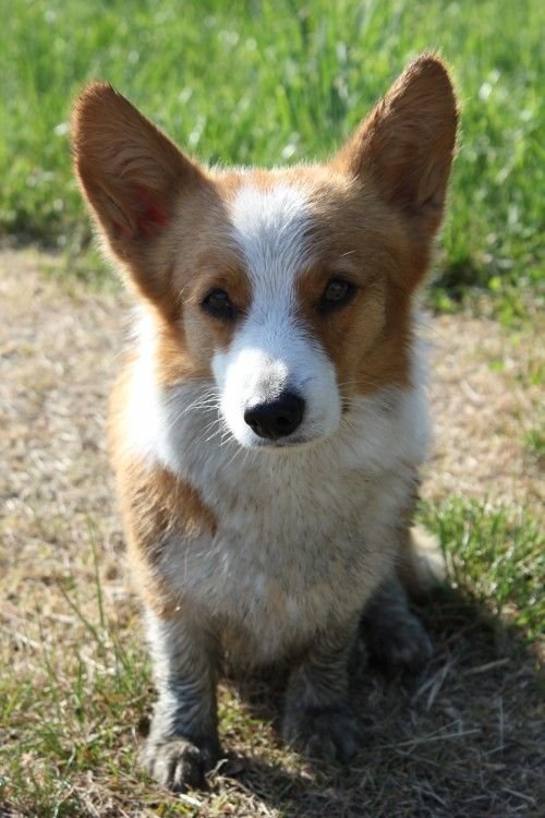 Corgi sitting in the grass