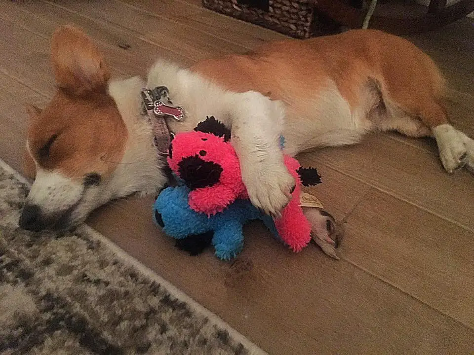 A Welsh Corgi sleeping on the floor while hugging its two stuffed toys