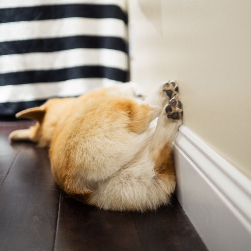 A Welsh Corgi sleeping on the floor next to the wall