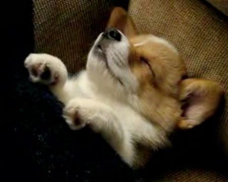 A Welsh Corgi puppy sleeping peacefully