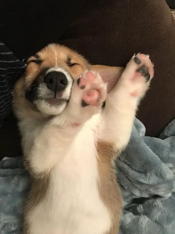 A Welsh Corgi puppy sleeping on the couch with its paws raised up