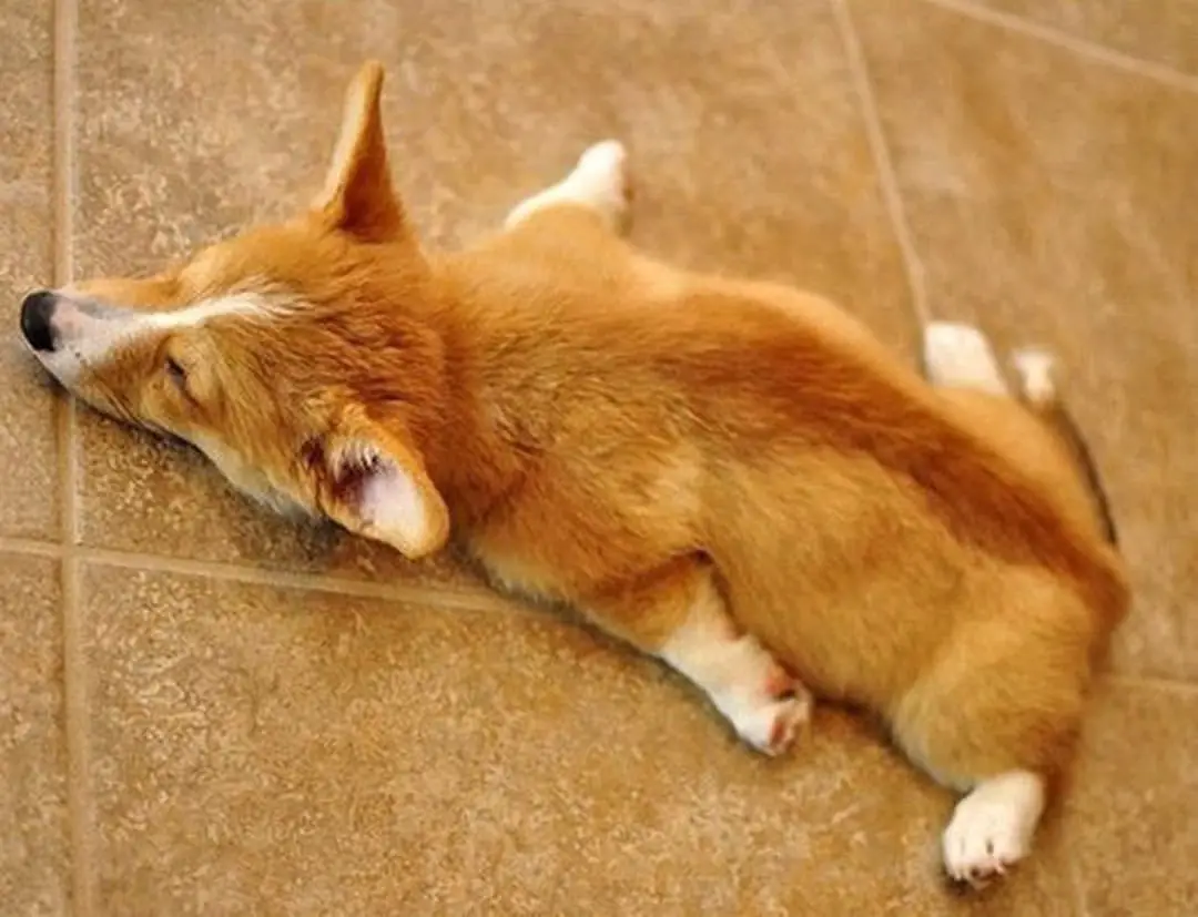 A Welsh Corgi lying on the floor with its legs spread out