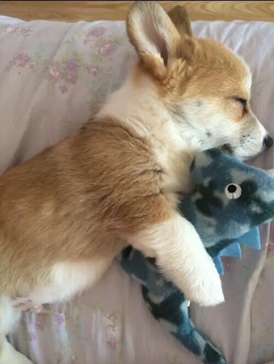 A Welsh Corgi puppy sleeping on its bed while hugging its dinosaur stuffed toy