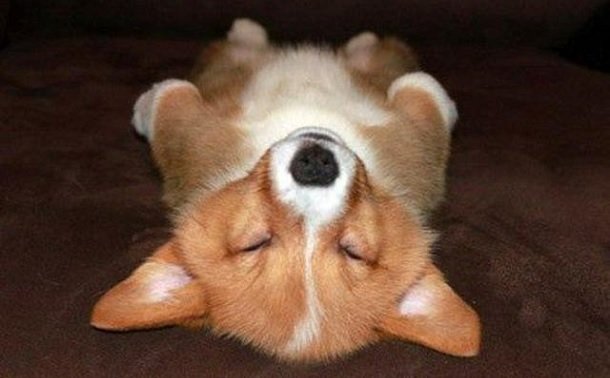 sleepy corgi