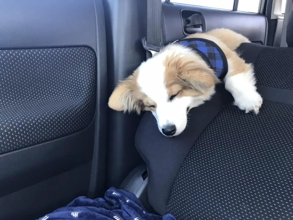 A Welsh Corgi lying on top of the passenger seat inside the car while sleeping